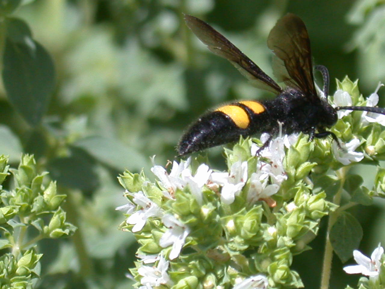 Scolia hirta hirta